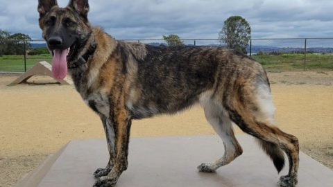 5 Myths About Brindle German Shepherds: Busted