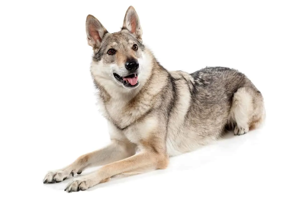 Czechoslavakian Wolfdog