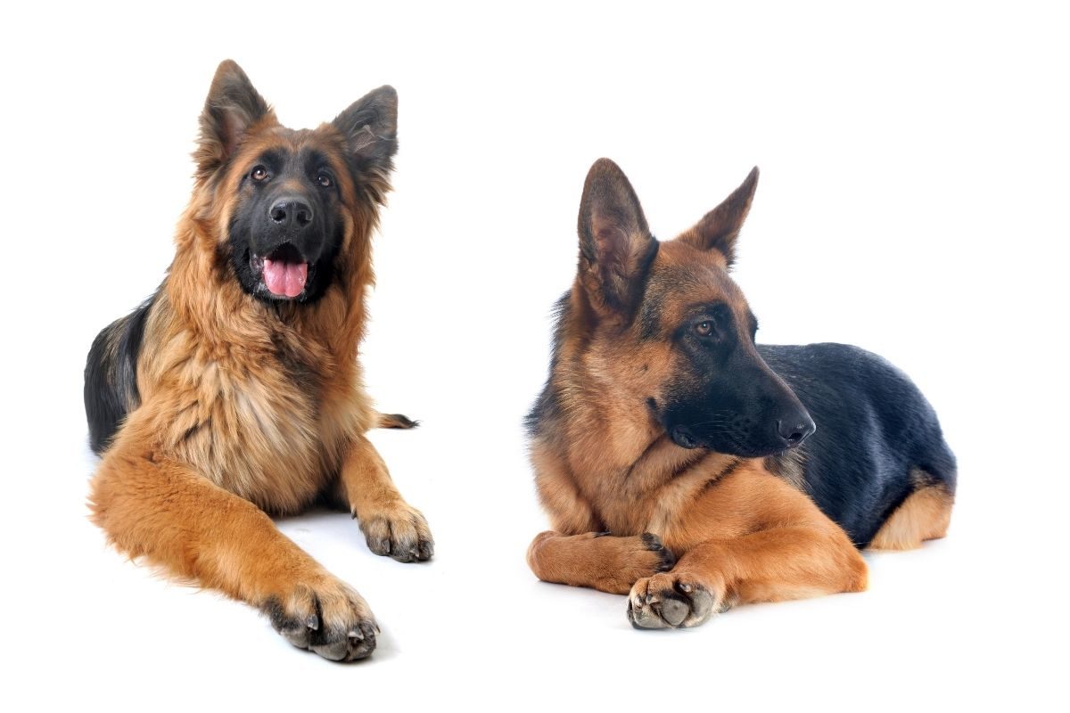 Difference Between Long Haired & Short Haired GSD