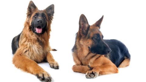 Long Haired GSD vs. Short Hair: What's the Difference?