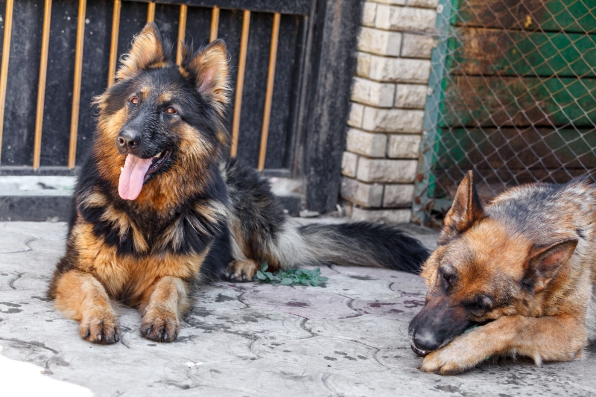 A Long Haired GSD Laying Next to a Short Haired GSD. Difference Between Long Haired and Short Haired German Shepherd
