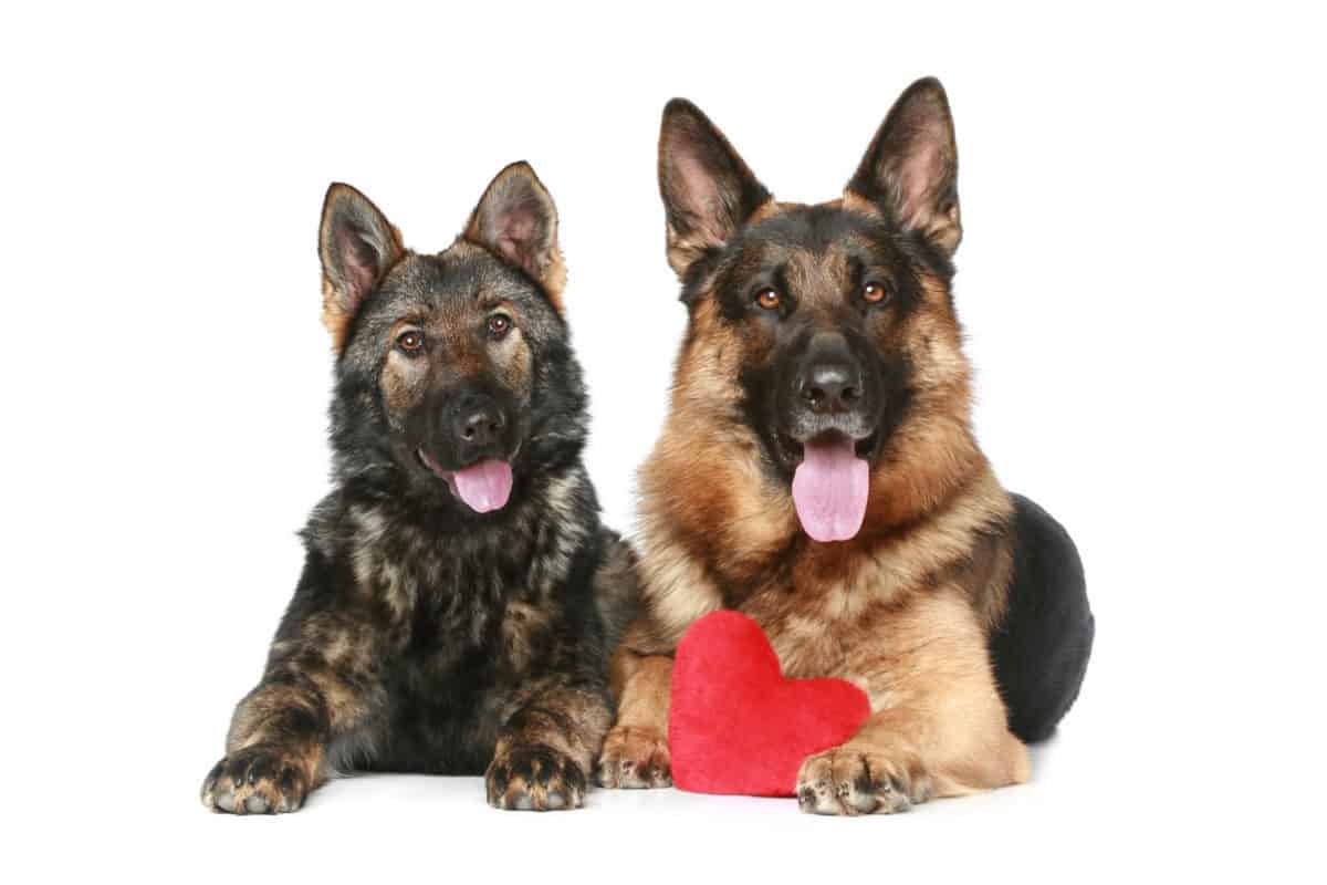A Black and Red GSD laying next to a Sable GSD. 