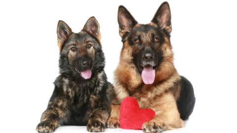 21 German Shepherd Colors & Patterns (With Pictures)