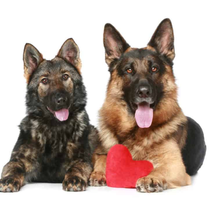 21 German Shepherd Colors & Patterns (With Pictures)