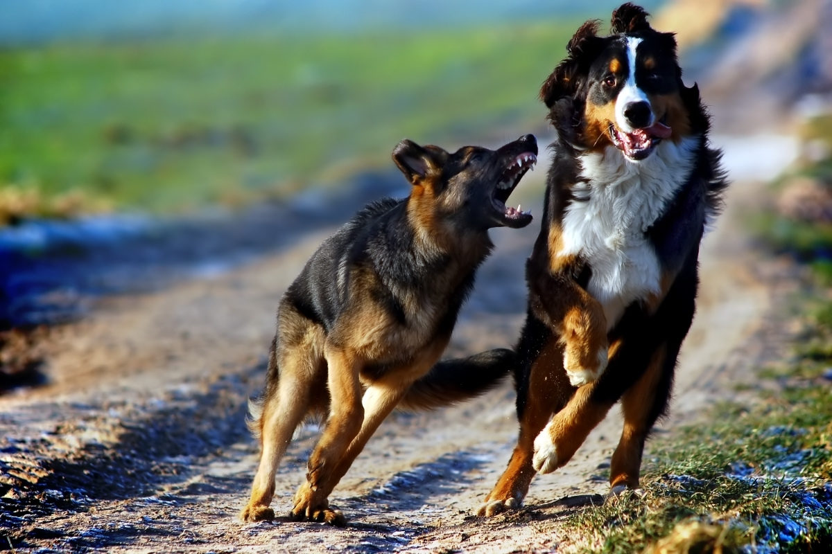 Adult German Shepherd and Bernese Mountain Dog Playing (Socialization)