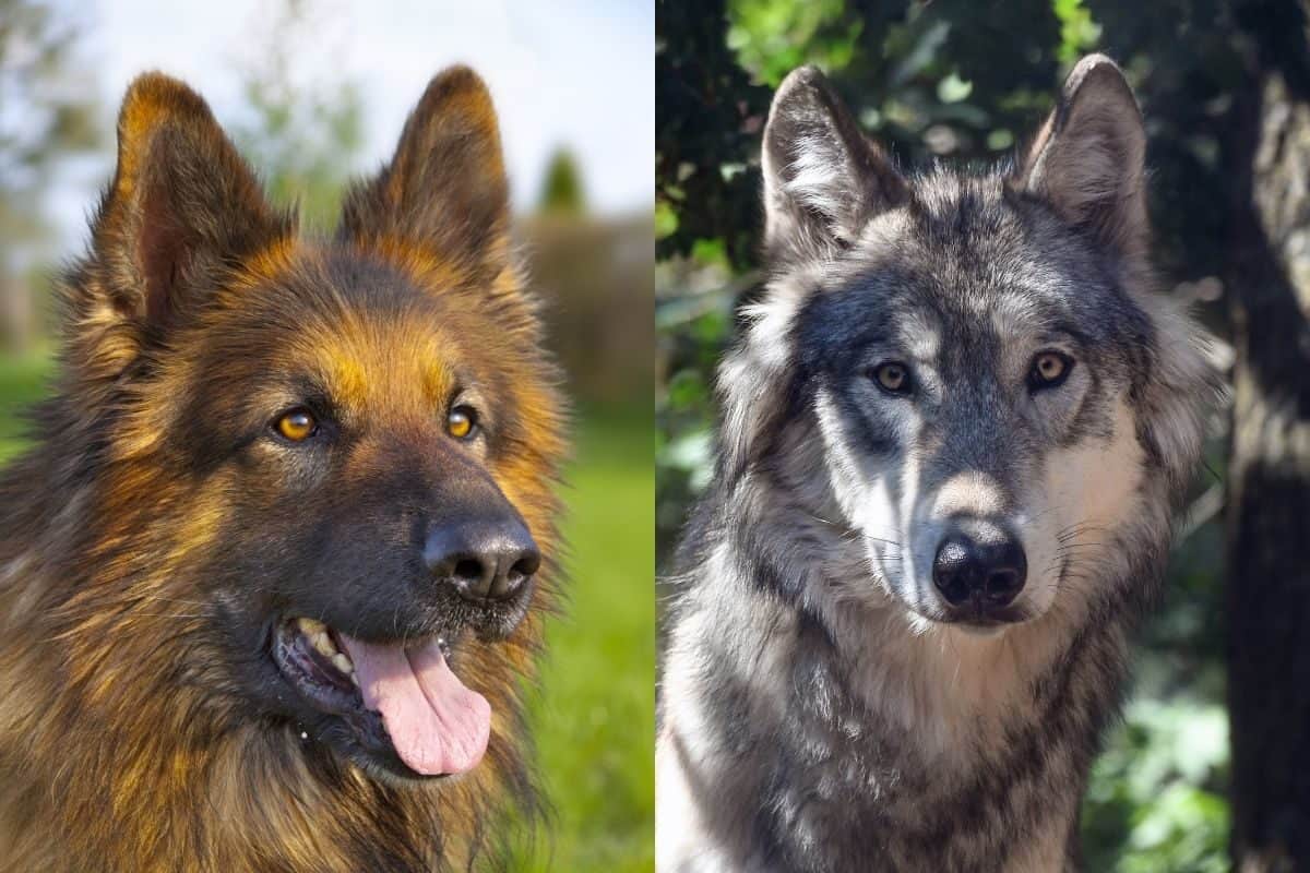 A German Shepherd and a Wolf. 