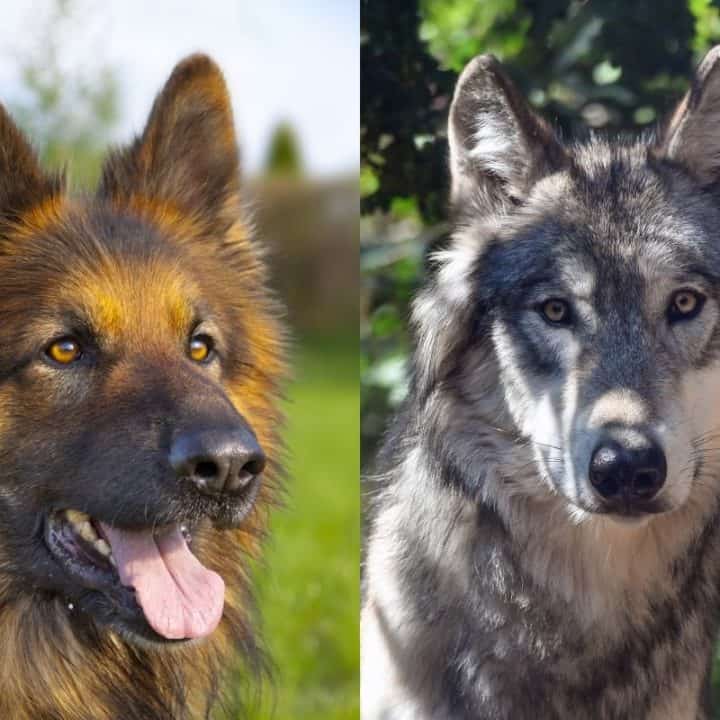 German Shepherd vs. Wolf: 10 Key Differences – World of Dogz