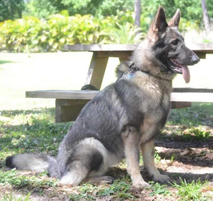 Gray GSD sitting right next to a park table