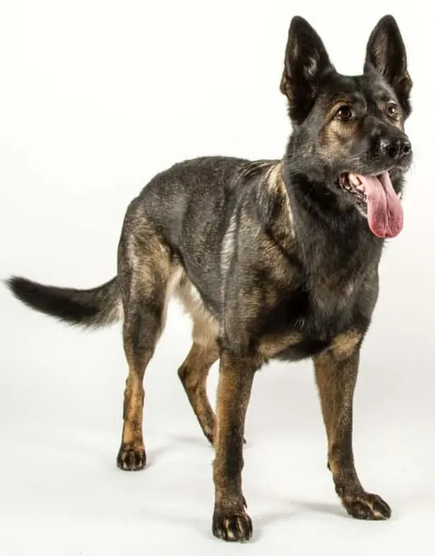 What Do German Shepherds Tail Positions Mean? Tail Wagging With Up and Down Broad Strokes – Very Happy