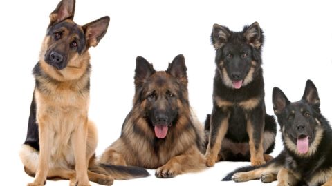 German Shepherd Coat: Types, Colors, Patterns, and Care