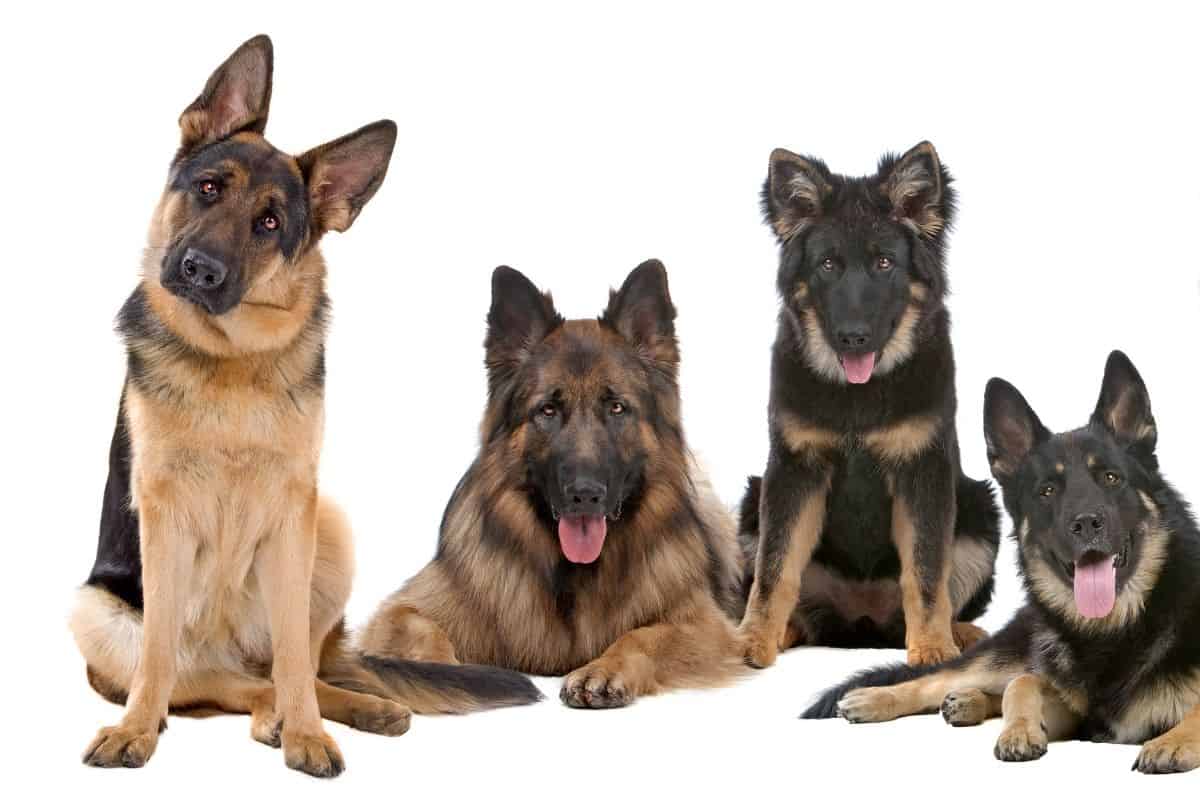 German Shepherd Coat: Types, Colors, Patterns, and Care - World of ...