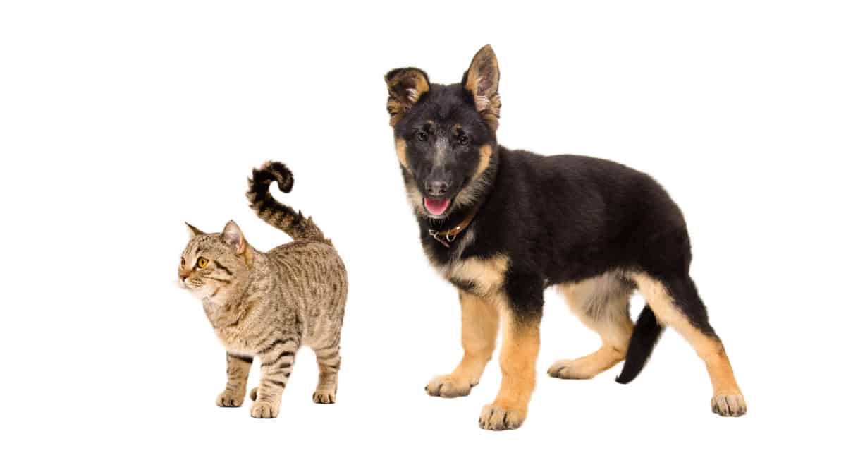 A GSD Puppy with a Cat. A How To Socialize a German Shepherd