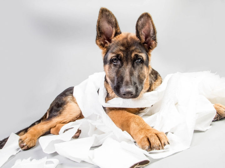 A naughty GSD unravelling a toilet roll. How to Train a Disobedient German Shepherd