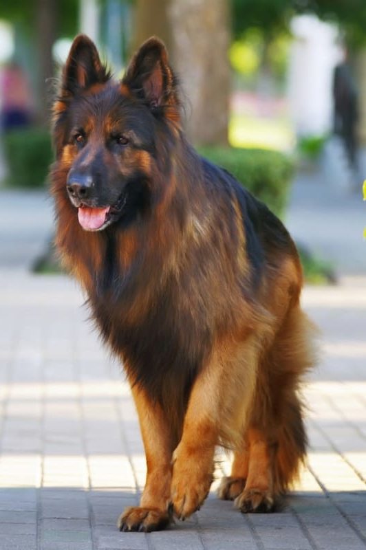 Long Haired German Shepherd: Shedding Truths, Care & Facts – World of Dogz