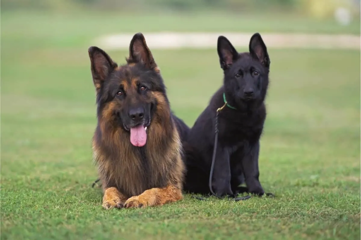 A Long Haired GSD Laying Next to a Short Haired GSD. Long Haired German Shepherd vs. Short Hair