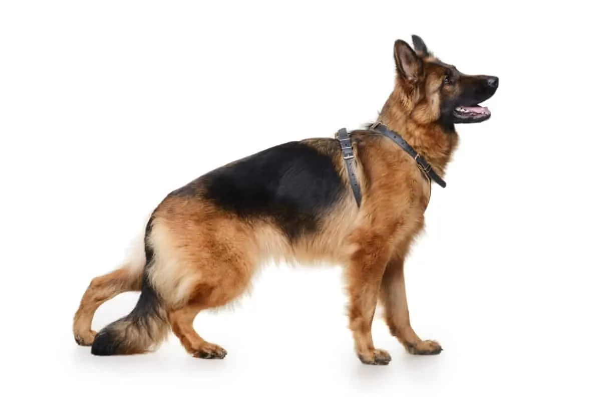 What Do German Shepherds Tail Positions Mean? Tail Hanging Down – Troubled and Submissive