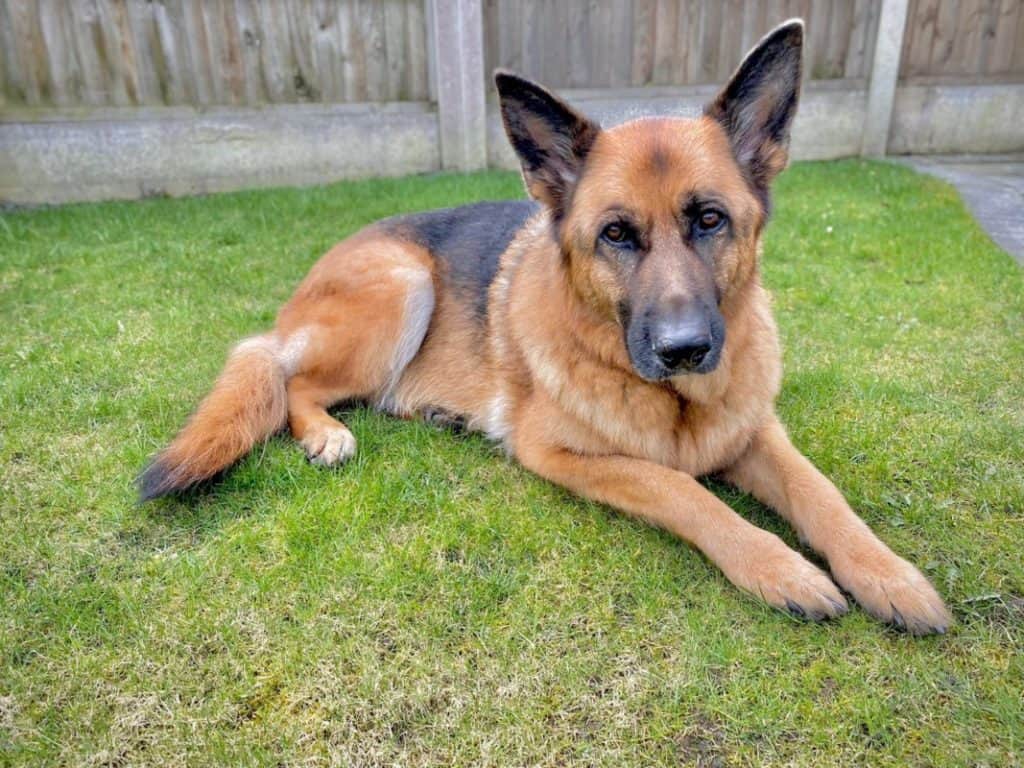 Purebred German Shepherd. How to Identify a Purebred GSD.