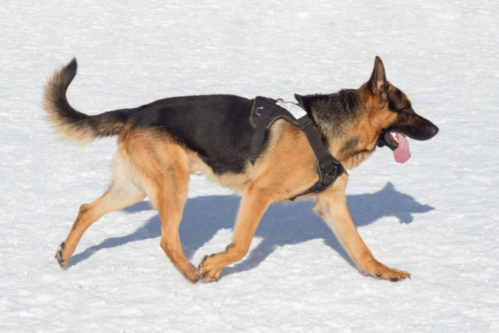A GSD running. What Do German Shepherds Tail Positions Mean?