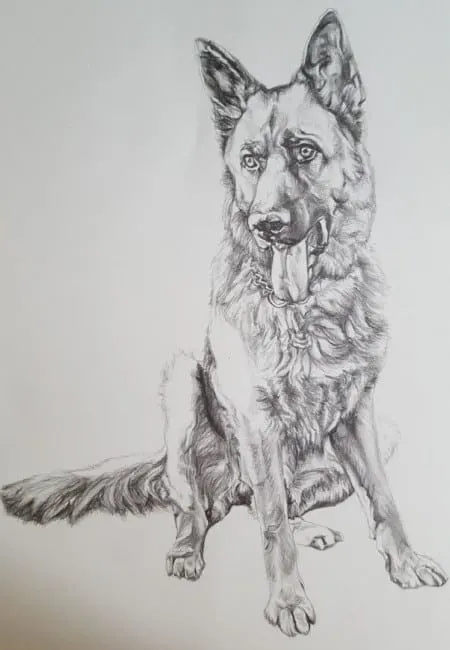 Sketch of German Shepherd