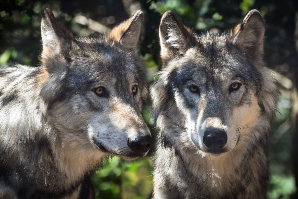Two Wolves standing next to each other