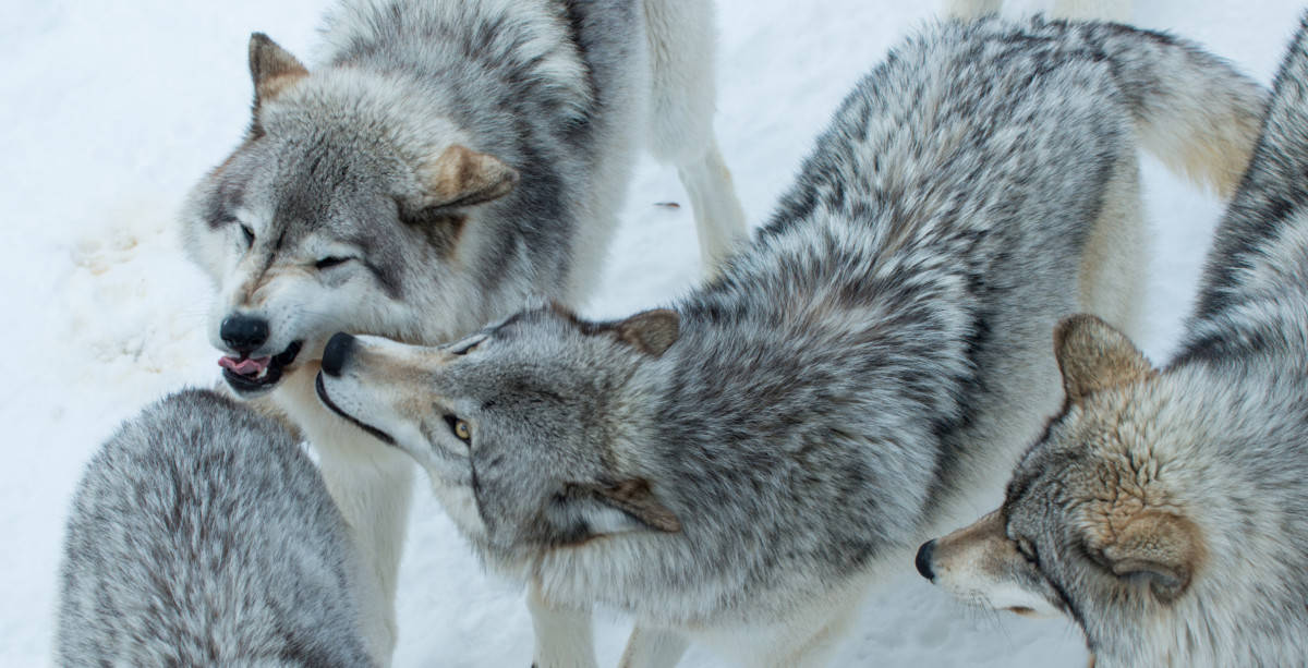 A pack of wolves.