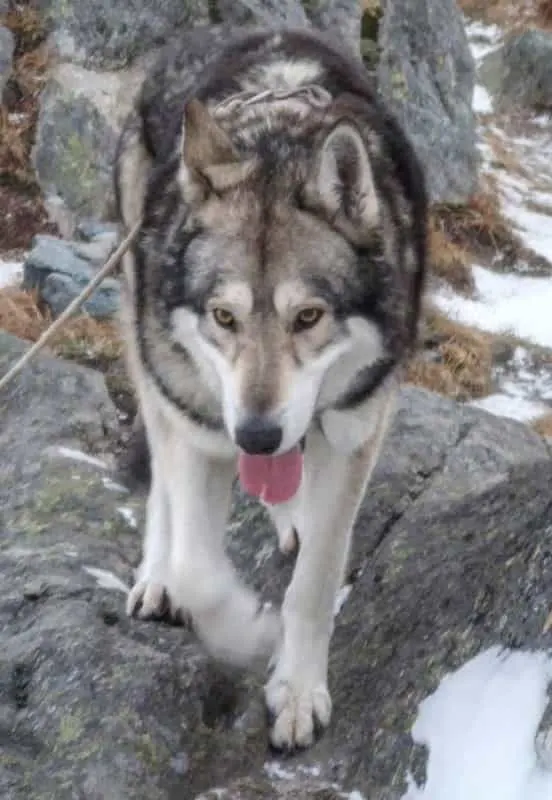 Wolf Shepherd