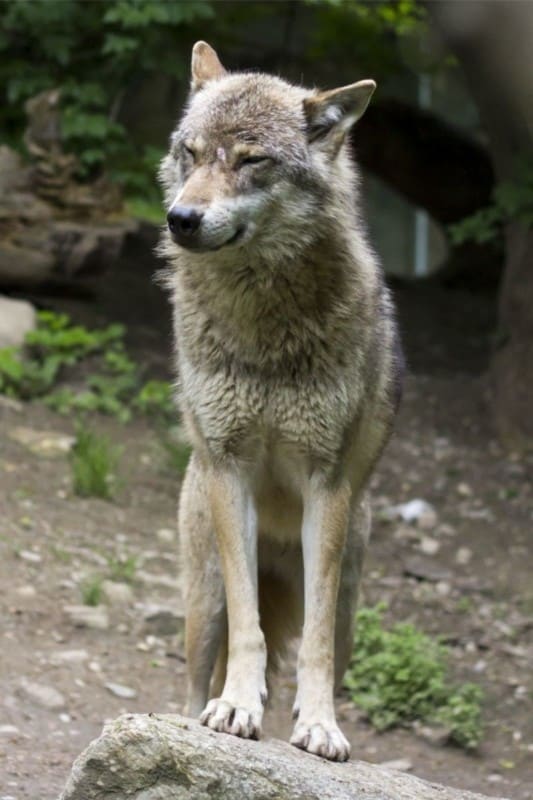 Wolf standing on a rock.