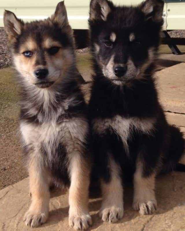 Two Gerberian Shepsky Pups. Are Gerberian Shepsky Good Dogs?