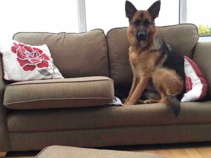 A Young GSD sat on the base of a couch after throwing the cushion off it. Are German Shepherds Bad?
