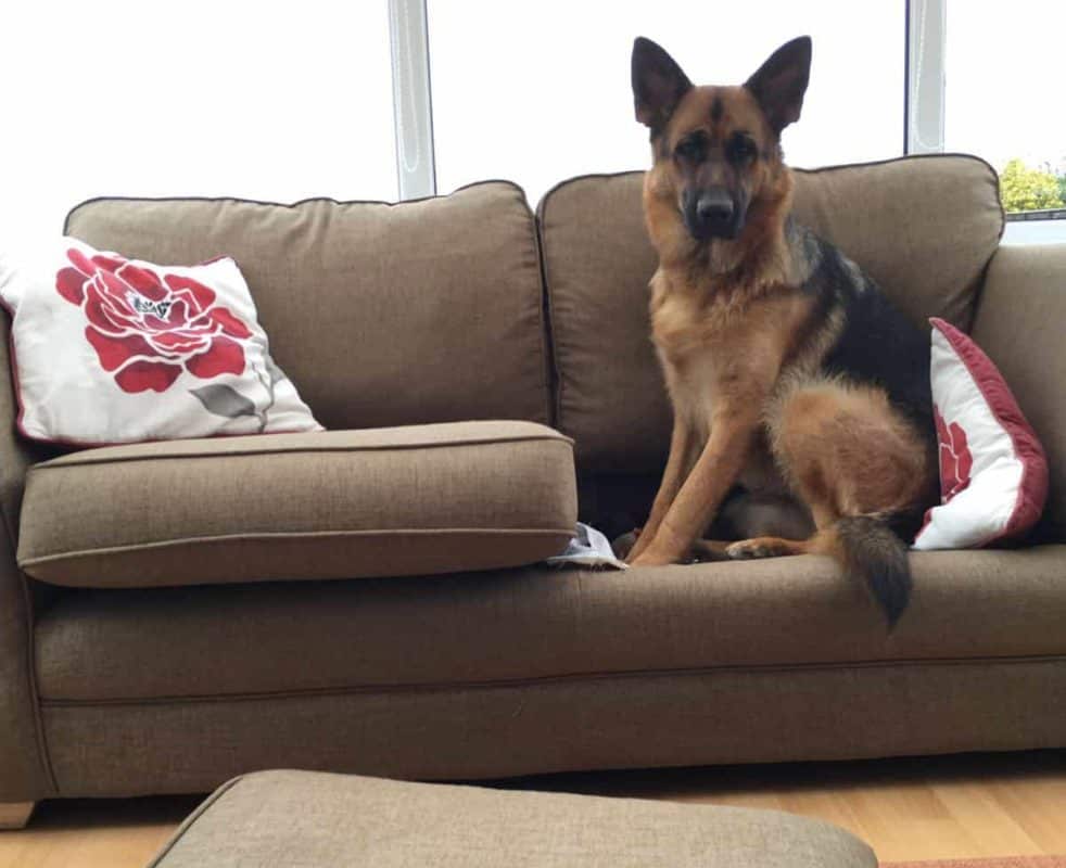 A Young GSD sat on the base of a couch after throwing the cushion off it. Are German Shepherds Bad?