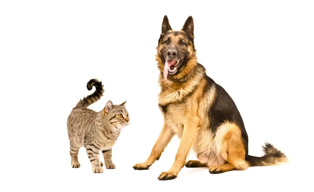 A GSD sat next to a cat. Are German Shepherds Friendly With Other Cats?