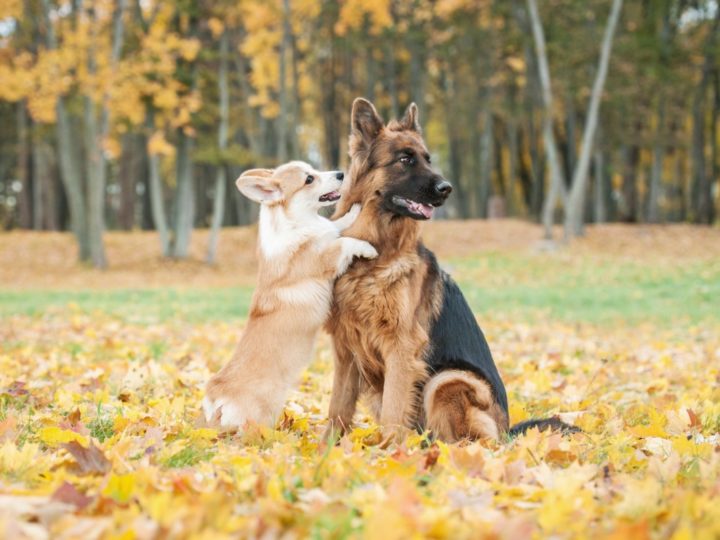 A GSD playing with a Corgi. Are German Shepherds Friendly With Other Dogs? Are German Shepherds Friendly?