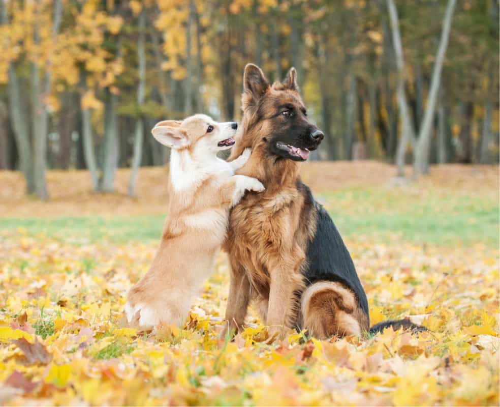 A GSD playing with a Corgi. Are German Shepherds Friendly?