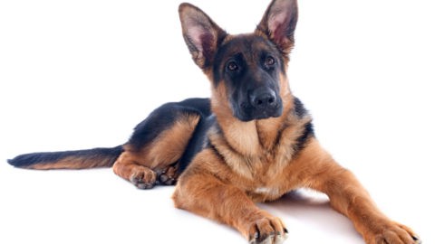 Are German Shepherds Good Family Dogs? Let's Bust The Myths!