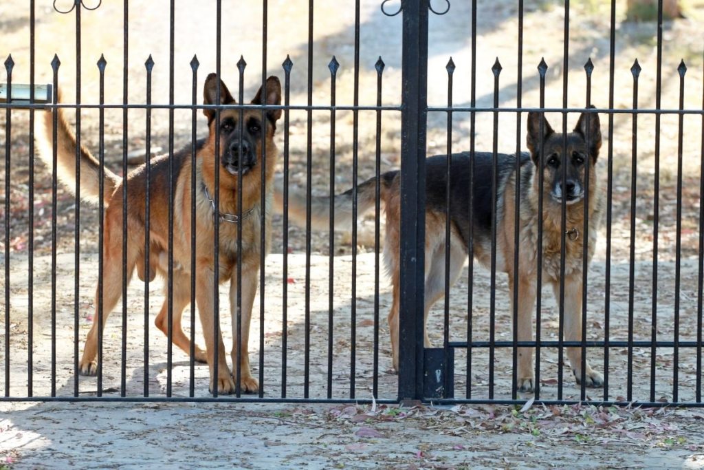 Two German Shepherds behind a gate guarding a house. Are German Shepherds Good Guard Dogs?