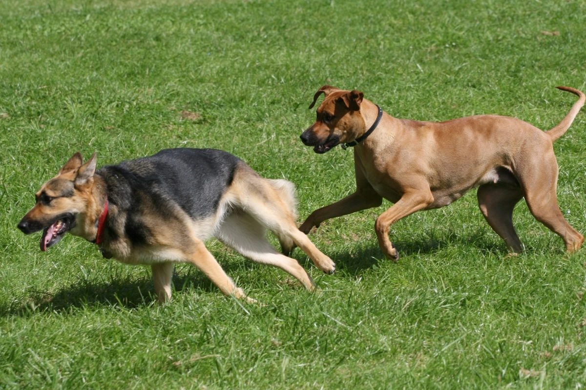 A German Shepherd playing with another dog. Are German Shepherds Good With Other Dogs?
