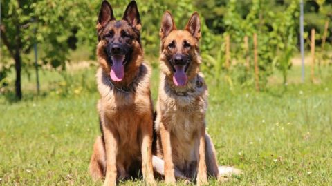 Are German Shepherds Loyal? Things Only an Owner Understands