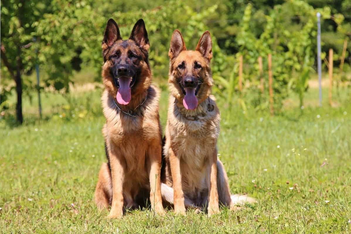 Two GSDs sat side by side. Are German Shepherds Loyal?