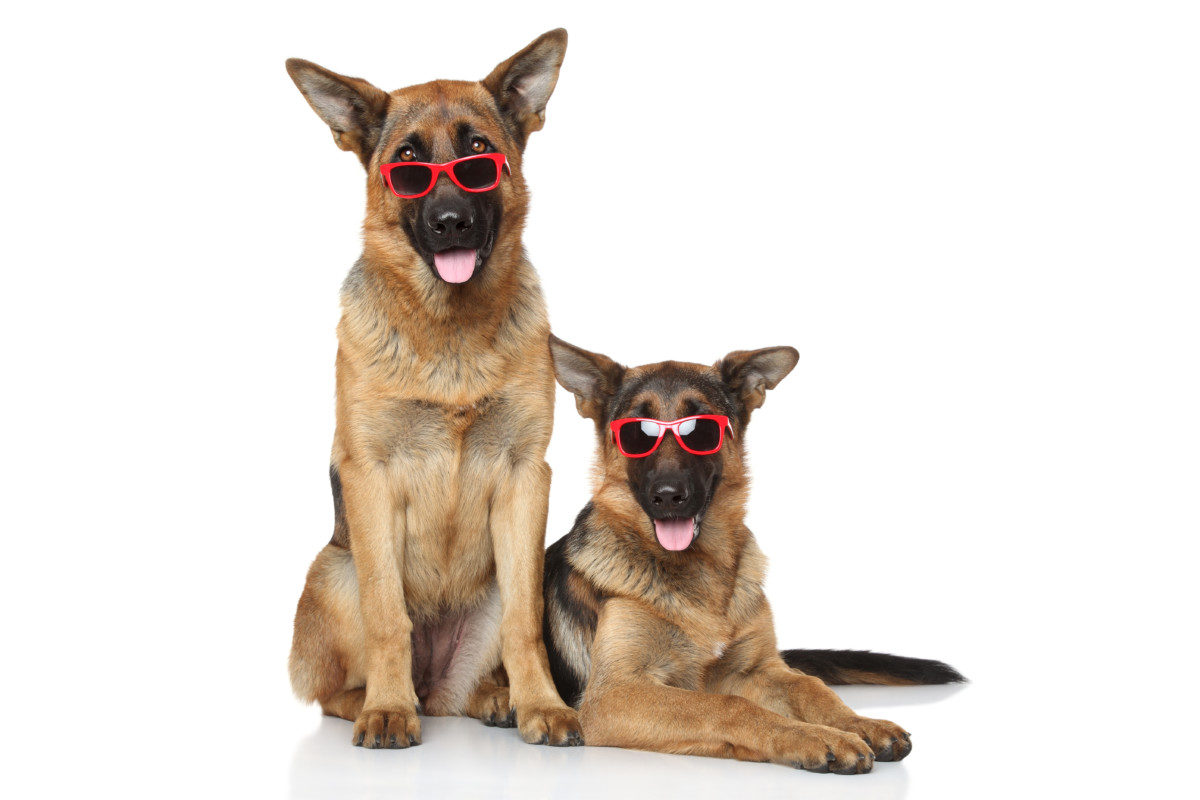 Two German Shepherds wearing glasses. Are German Shepherds Smart?