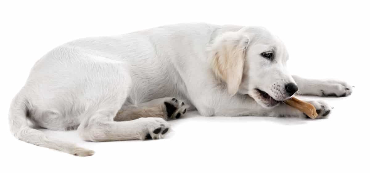 A Labrador chewing a bone. Are Labradors Good For Seniors?