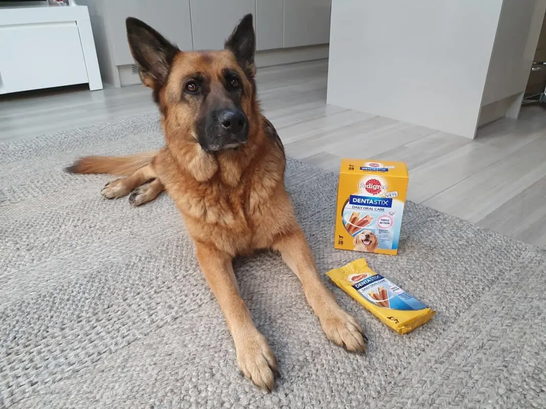 Old GSD with dental treats. How To Care For a Senior German Shepherd.