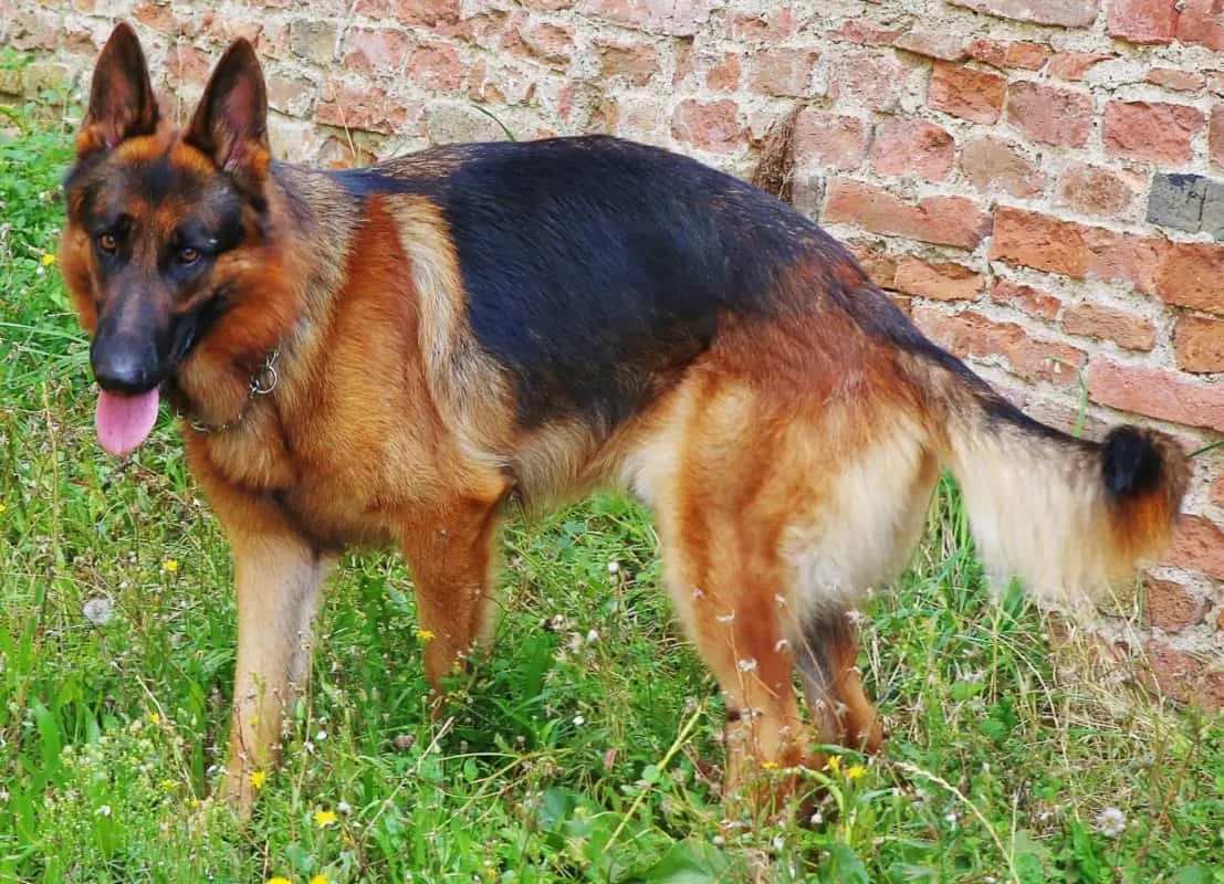 What Do German Shepherds Tail Positions Mean? Tail Wagging in Half-Mast Short Strokes – Anxious