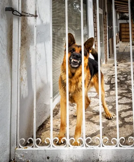 A German Shepherd guarding his property. German Shepherd Dog Guarding
