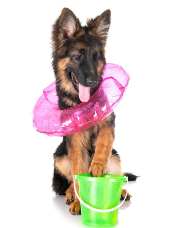 A young GSD with a bucket and inflatable ring ready for the beach. German Shepherd Good Family Dog.