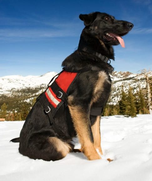 German Shepherd Search and Rescue Dog
