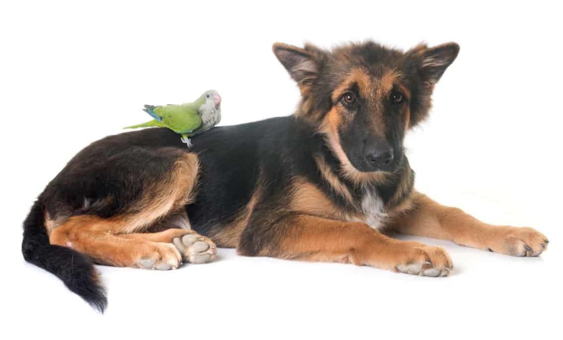 German Shepherd puppy with a parakeet sat on its back. Are German Shepherds Friendly?