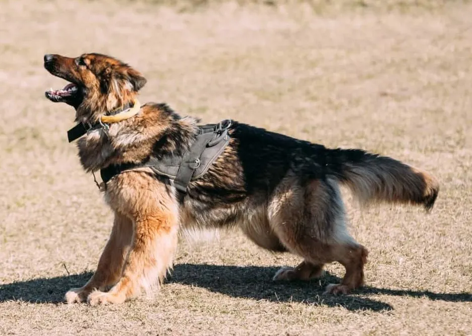 What Do German Shepherds Tail Positions Mean? Tail Straight Out – Exploring and Undecided