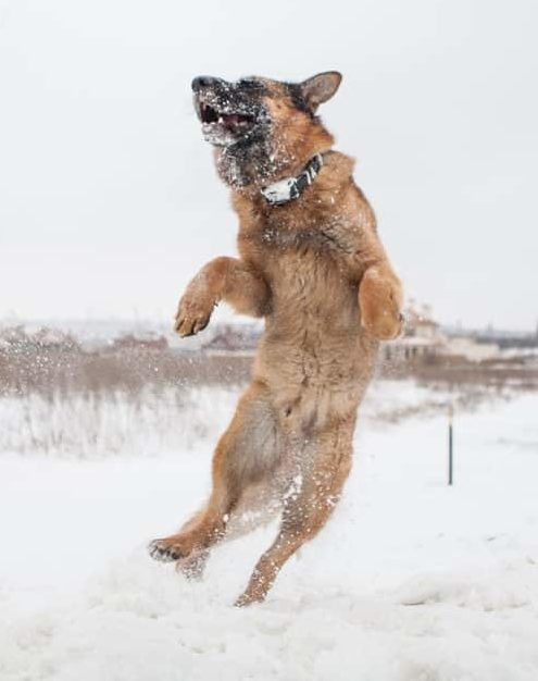 German shepherd playing in snow