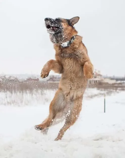 German shepherd playing in snow