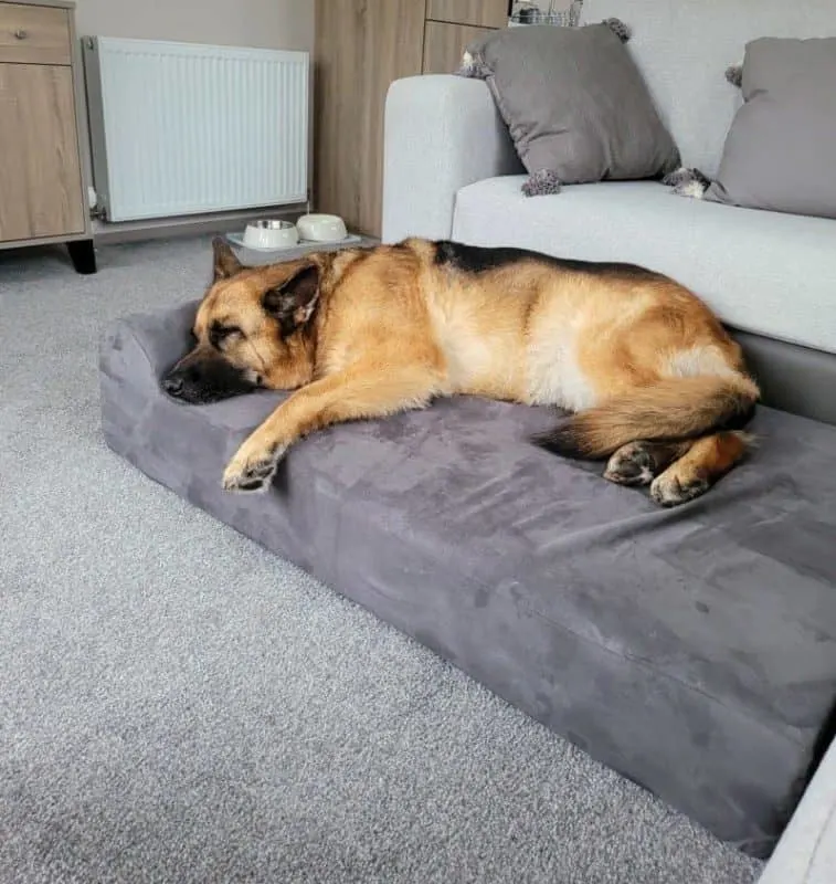 German Shepherd on Orthopedic Bed